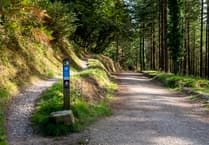 Discover Cornwall's enchanting conifer-lined woodland walks this festive period