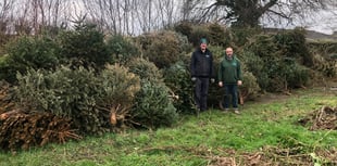 Christmas tree recycling scheme deemed a success