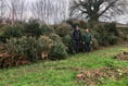 Christmas tree recycling scheme deemed a success