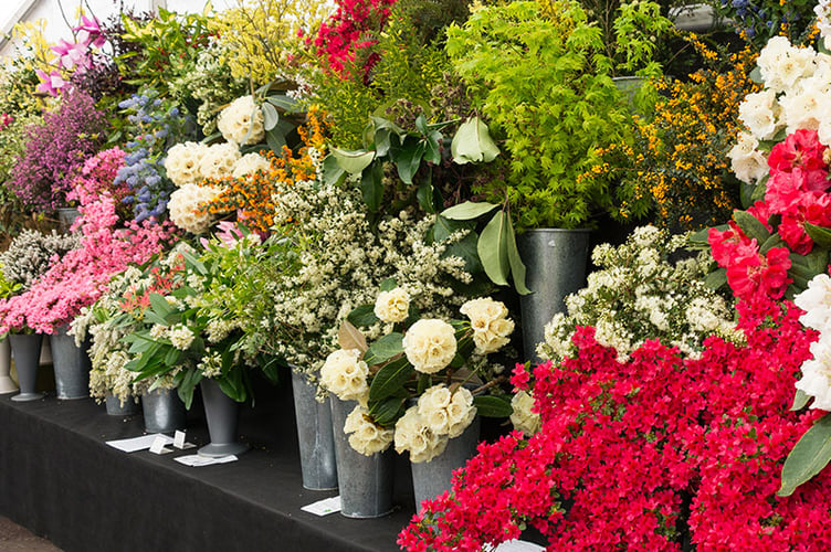 Cornwall Garden Society Spring Flower Show