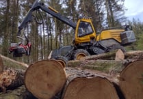 Trails closed due to tree work at popular woods