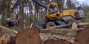 Trails closed due to tree work at popular woods