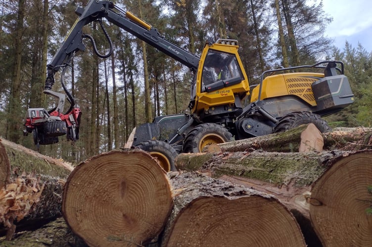 Tree thinning work taking place