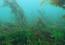 Patch of ancient seaweed size of 900 rugby pitches found off coast