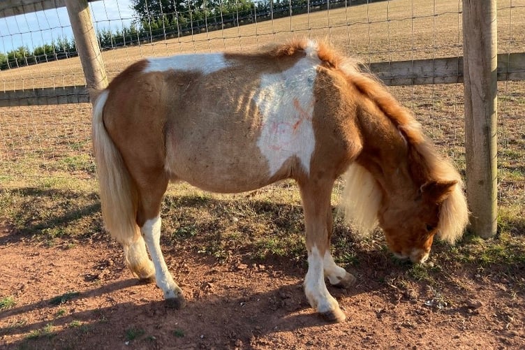 Sherbet the Shetland