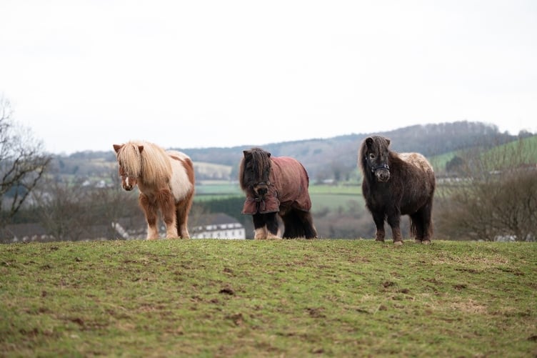 Sherbert the Shetland