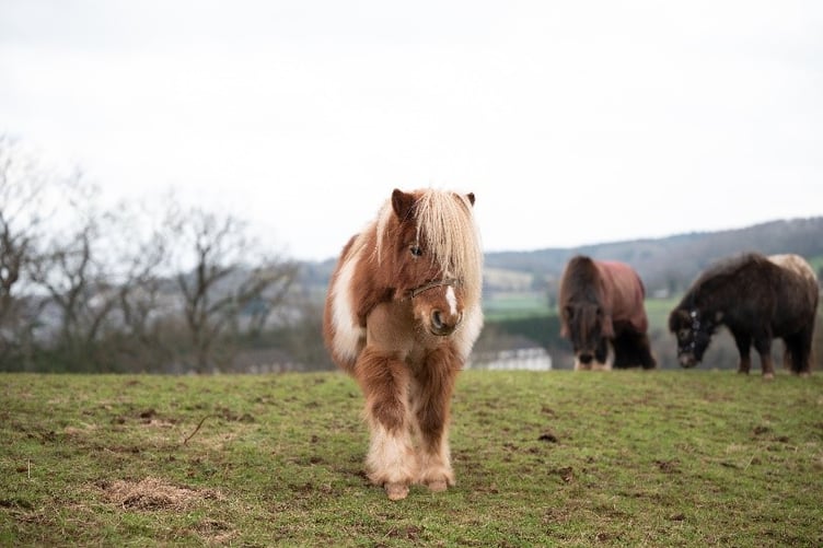 Shetland Sherbert is ready for a new adventure