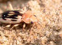 Join the search for the Strandline Beetle