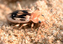Join the search for the Strandline Beetle