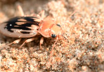 Join the search for the Strandline Beetle