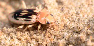 Join the search for the Strandline Beetle