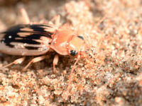Join the search for the Strandline Beetle