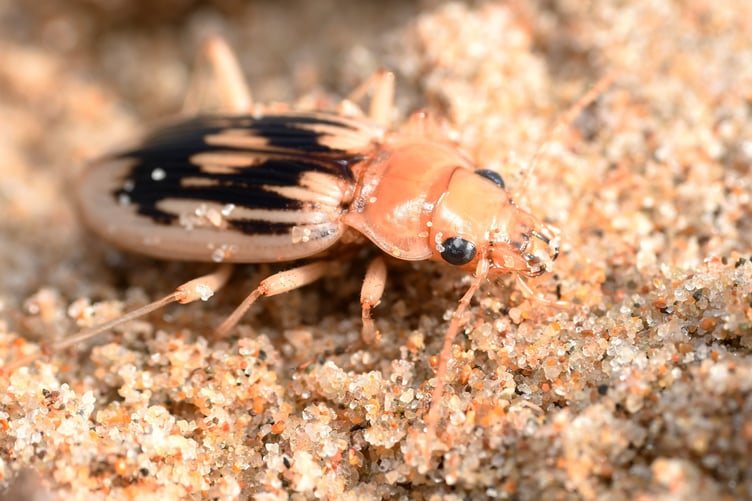 Strandline Beetle (Picture: Liam Olds)