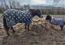 Animal assisted intervention charity needs donations to remain open