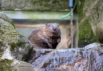 Baby beavers graduate to nursery enclosure 