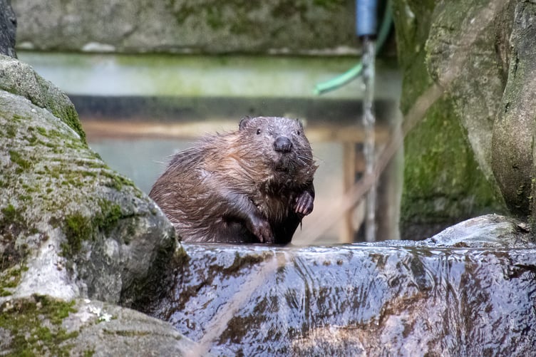 The beaver kits are ready to move into their adult enclosure