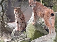 X-rated behaviour spotted at Newquay Zoo