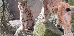 X-rated behaviour spotted at Newquay Zoo