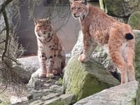 X-rated behaviour spotted at Newquay Zoo