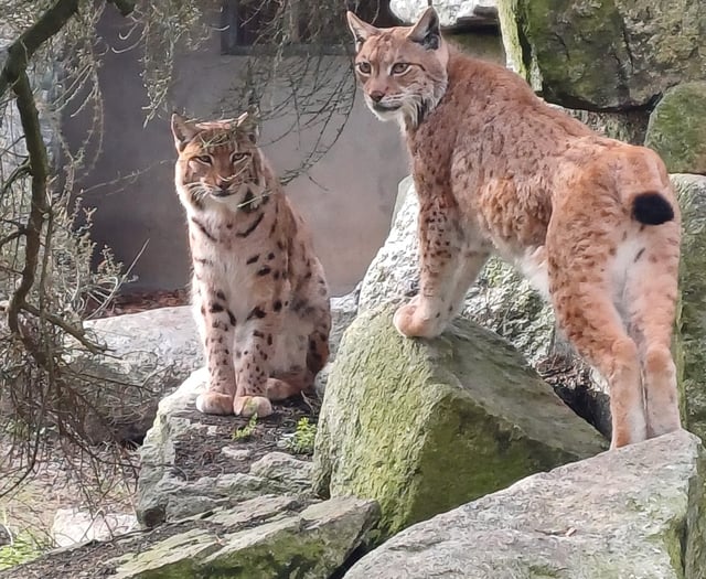 X-rated behaviour spotted at Newquay Zoo