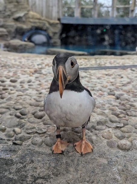 The puffins have arrived safely from their Icelandic home