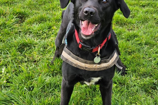 Fun dog show being held to raise funds