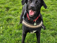 Fun dog show being held to raise funds