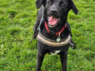 RSPCA centre launch fundraising appeal for upgrade scheme