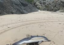 Beachgoers greeted to 'sad sight" after discovering stranded dolphin