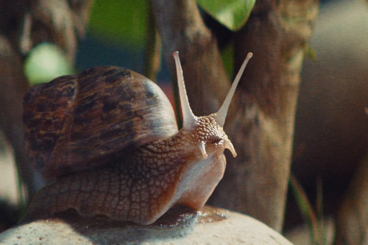 A still from the RSPCA's campaign video which can be viewed here