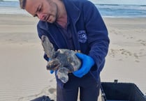 Aquarium issues advice on how to save stranded turtles