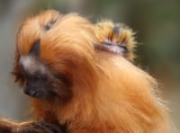 Newquay Zoo is celebrating a baby boom