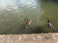 Calls for 'annual slaughter' of ducklings to be stopped