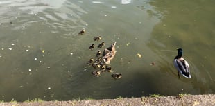 Calls for 'annual slaughter' of ducklings to be stopped