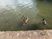 Calls for 'annual slaughter' of ducklings to be stopped