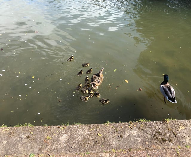 Calls for 'annual slaughter' of ducklings to be stopped
