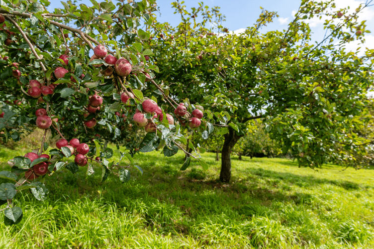 Tregothnan ready to host annual Charity Open Garden Weekend