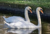 King Charles III asked for solutions to stop swans killing ducklings 