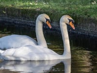 King Charles III asked for solutions to stop swans killing ducklings 