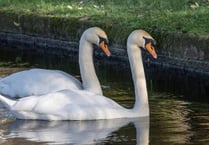 King Charles III asked for solutions to stop swans killing ducklings 