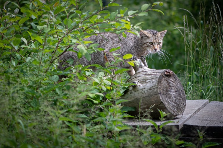 european wildcat