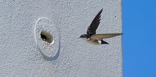 Duchy residents urged to support wild bird monitoring project