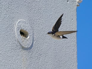 Duchy residents urged to support wild bird monitoring project