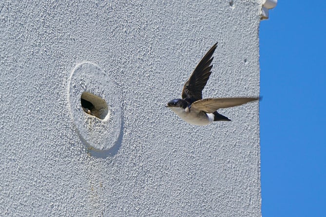 TREGURRA PARK, TRURO, CORNWALL, UK : MAY 20TH 2020.  House Martins using the built-in nesting boxes at Tregurra Park. Photographed for The Duchy of Cornwall by Hugh Hastings