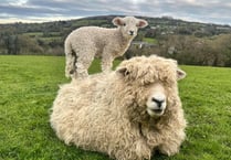 Springtime joy as new arrival helps bolster rare breed numbers