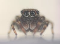 Cornish nature search reveals new spider species