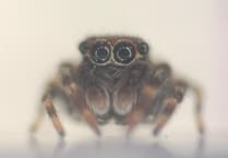 Cornish nature search reveals new spider species