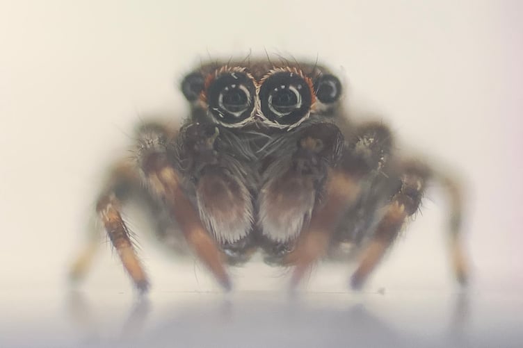 Anasaitis milesae. (Picture: Finley Hutchinson)