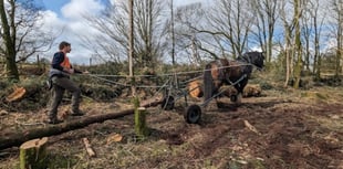 South West Water uses horses to improve biodiversity