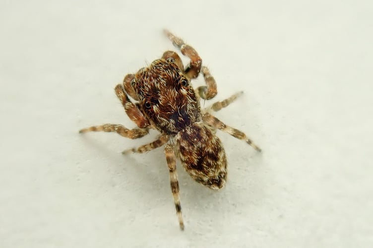 Anasaitis milesae sp. n. Male